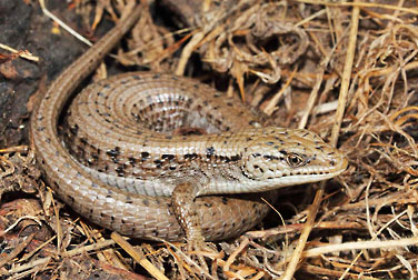 northern alligator lizard graphic